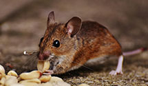 24 Hour & Emergency Exterminators in Nantasket Beach, MA
